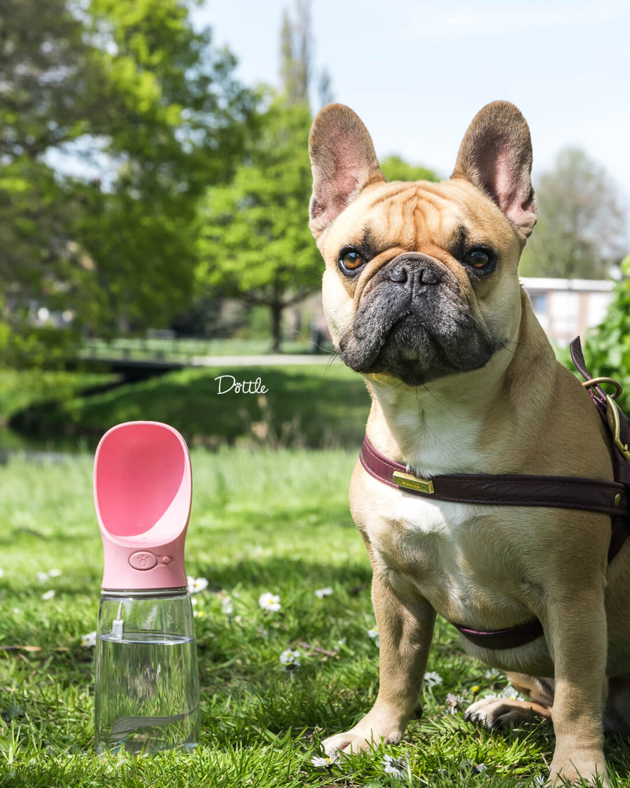 WaterBuddy™ | De Ideale Hydratatieoplossing Voor Je Huisdier!