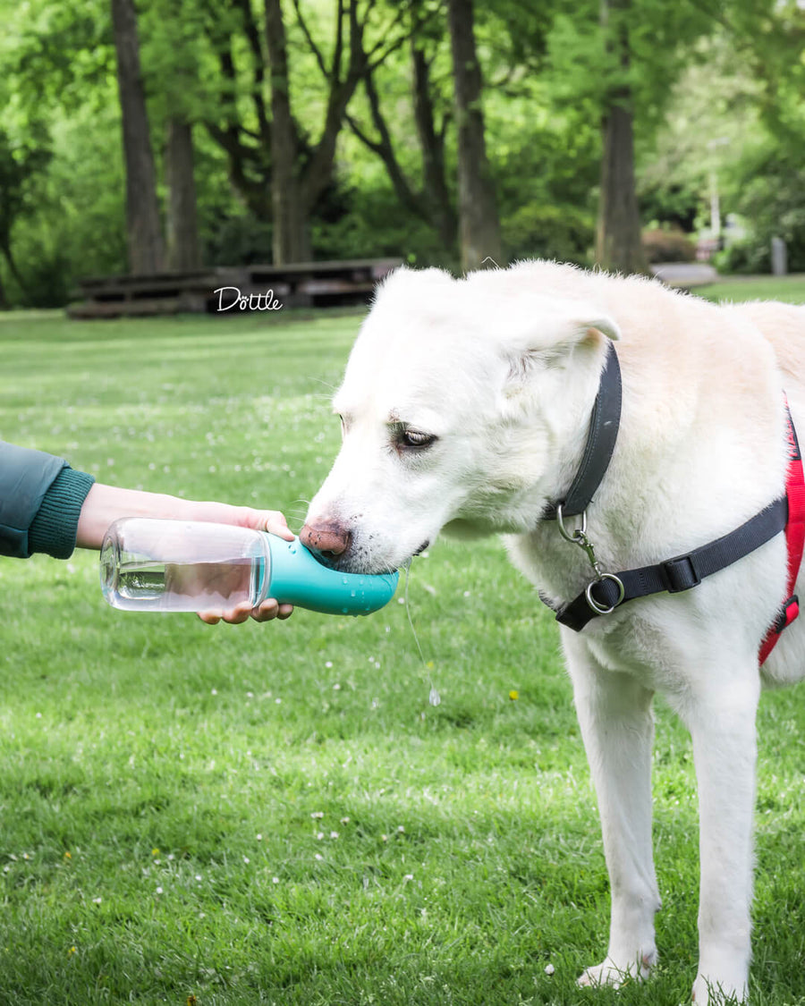 WaterBuddy™ | De Ideale Hydratatieoplossing Voor Je Huisdier!
