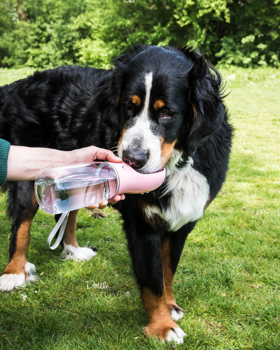 WaterBuddy™ | De Ideale Hydratatieoplossing Voor Je Huisdier!