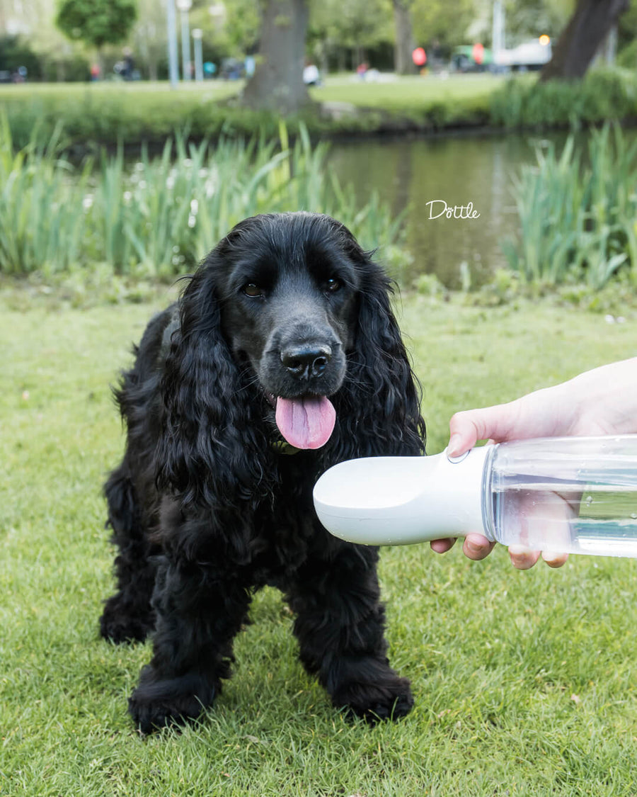 WaterBuddy™ | De Ideale Hydratatieoplossing Voor Je Huisdier!