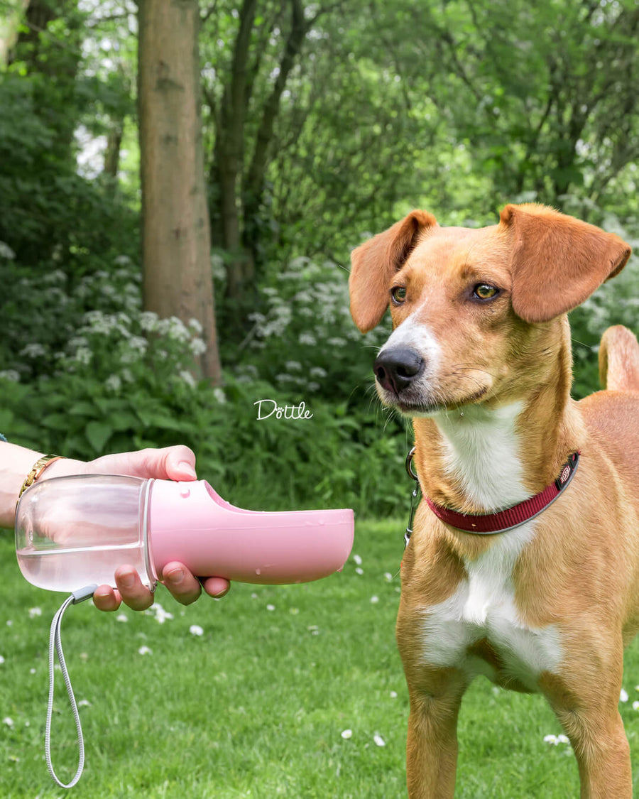 WaterBuddy™ | De Ideale Hydratatieoplossing Voor Je Huisdier!